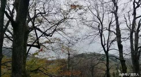 湖南有个地方有三百多棵古树，每一株都美出天际