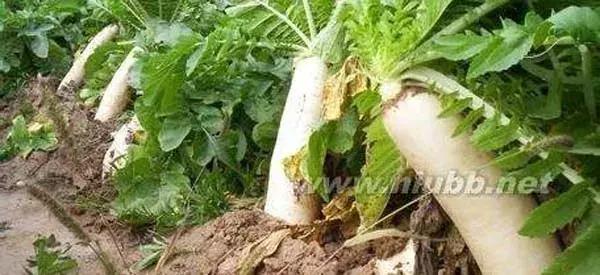 邵阳俗语 