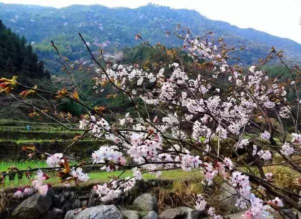 新邵坪上镇清水村入选2017年度“全国生态文化村”名单，谁敢不服