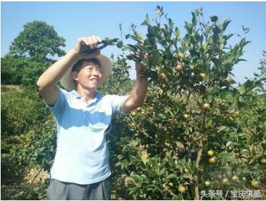中国茶油之都：邵阳市邵阳县茶油香满全国