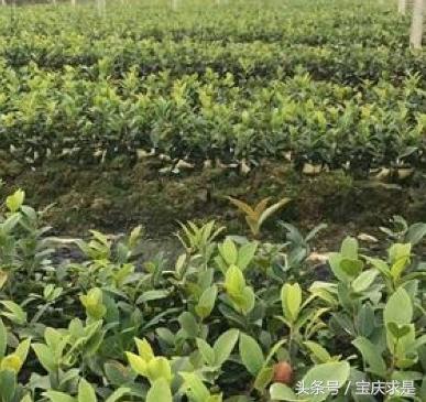 中国茶油之都：邵阳市邵阳县茶油香满全国
