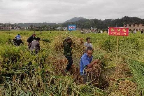 莳田插秧，隆回粮农的变迁史，这里面的道理还真多！