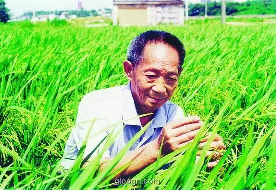 莳田插秧，隆回粮农的变迁史，这里面的道理还真多！
