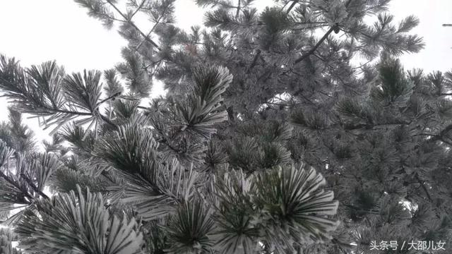 邵阳这个地方已经银装素裹！雾凇雪国宛如童话！
