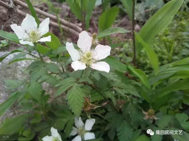 隆回吉山——神仙的眷恋地，敦厚的民俗情