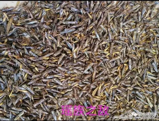 你知道吗？城步有一个以“狗为图腾”的民族！