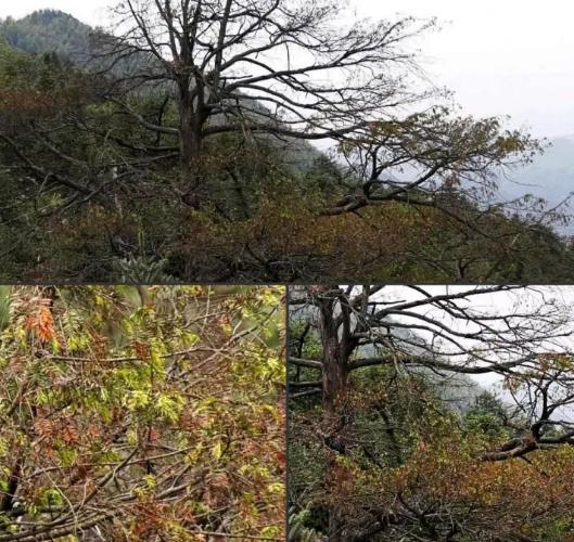 邵阳县河伯岭上那棵千年“红豆杉树王”，你还好吗？