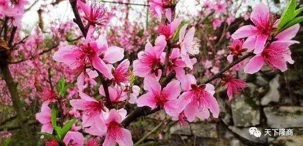 邵阳隆回桃花源：桃洪镇的烟雨今生和新设街道桃花坪的灿烂前世