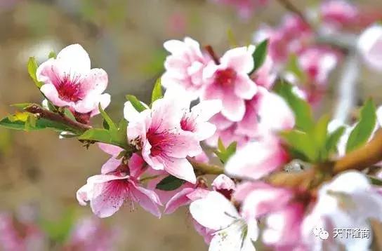 邵阳隆回桃花源：桃洪镇的烟雨今生和新设街道桃花坪的灿烂前世