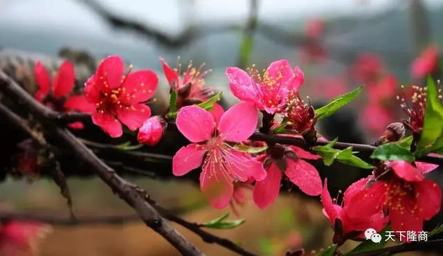 邵阳隆回桃花源：桃洪镇的烟雨今生和新设街道桃花坪的灿烂前世