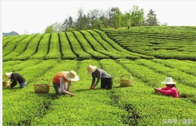 邵阳名茶上贡500多年，你喝过哪些？