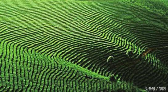 邵阳名茶上贡500多年，你喝过哪些？