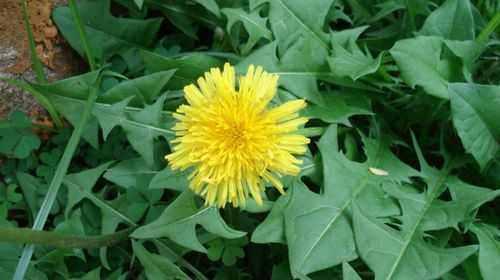 邵阳农村不打眼的野菜，既然是抗癌神草，后悔才知道