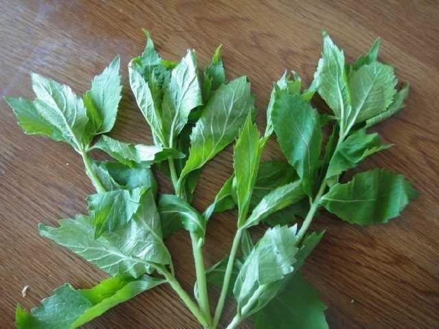 邵阳农村不打眼的野菜，既然是抗癌神草，后悔才知道
