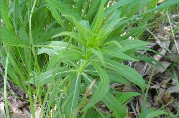 邵阳农村不打眼的野菜，既然是抗癌神草，后悔才知道
