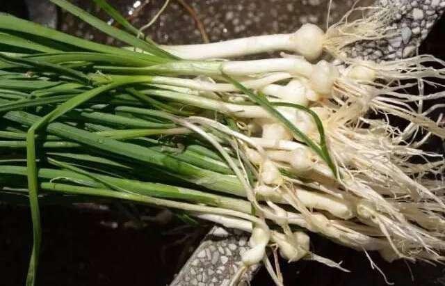 邵阳农村不打眼的野菜，既然是抗癌神草，后悔才知道