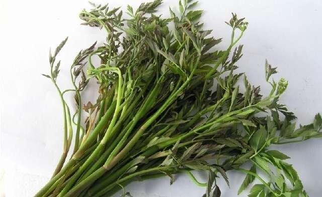 邵阳农村不打眼的野菜，既然是抗癌神草，后悔才知道