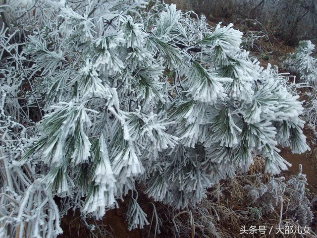 邵阳迎来2018年第一场雪！绝美雾凇让你体验人间仙境！