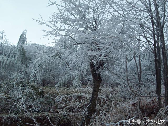 邵阳迎来2018年第一场雪！绝美雾凇让你体验人间仙境！