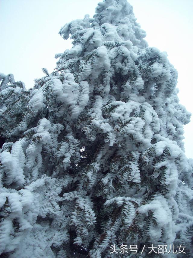 邵阳迎来2018年第一场雪！绝美雾凇让你体验人间仙境！