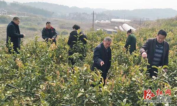 武冈市：立新村瞄准特色产业促脱贫