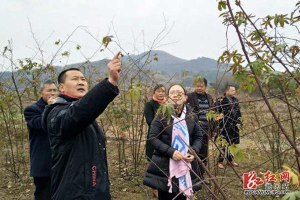 武冈市：立新村瞄准特色产业促脱贫